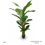 ARBOL BANANA 2MT 5 TALLOS (1147)